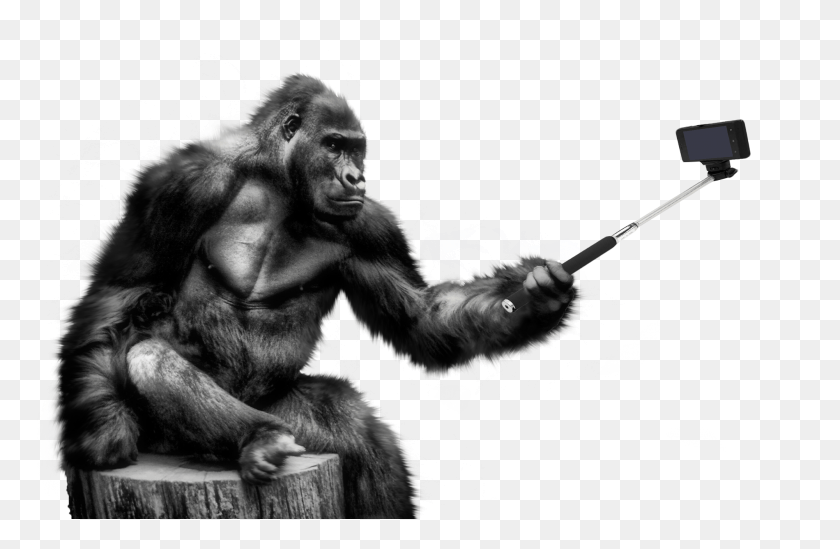 2001x1255 Gorilla, Ape, Wildlife, Mammal HD PNG Download
