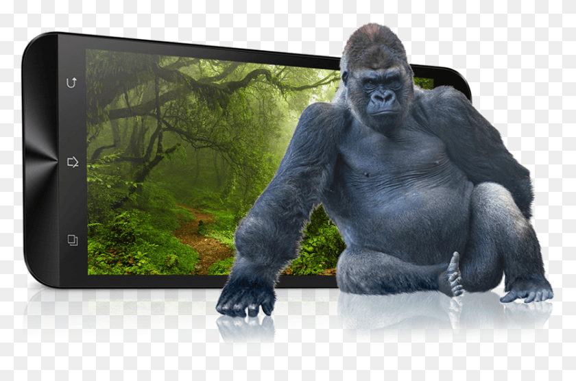 835x531 Gorilla, Ape, Wildlife, Mammal HD PNG Download