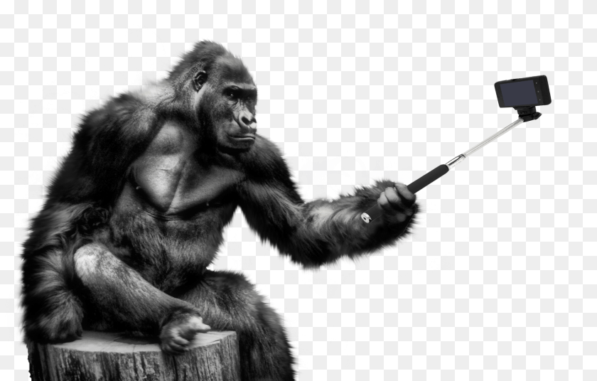 2000x1277 Gorilla, Animal, Ape, Mammal, Wildlife Clipart PNG