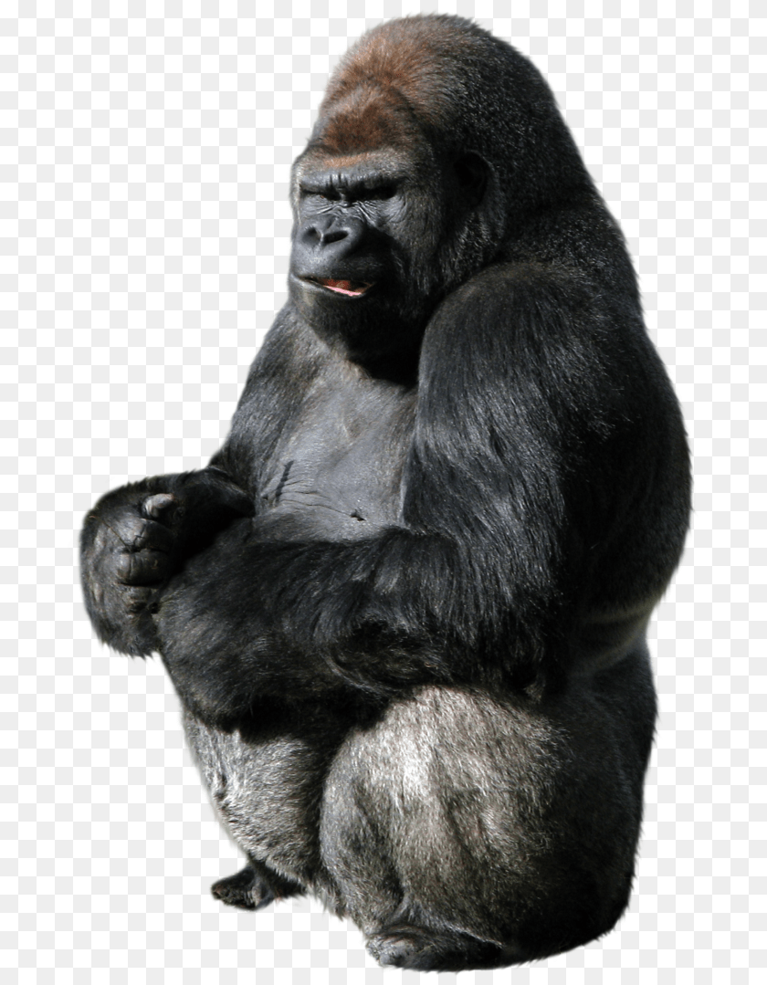 740x1079 Gorilla, Animal, Ape, Mammal, Monkey PNG