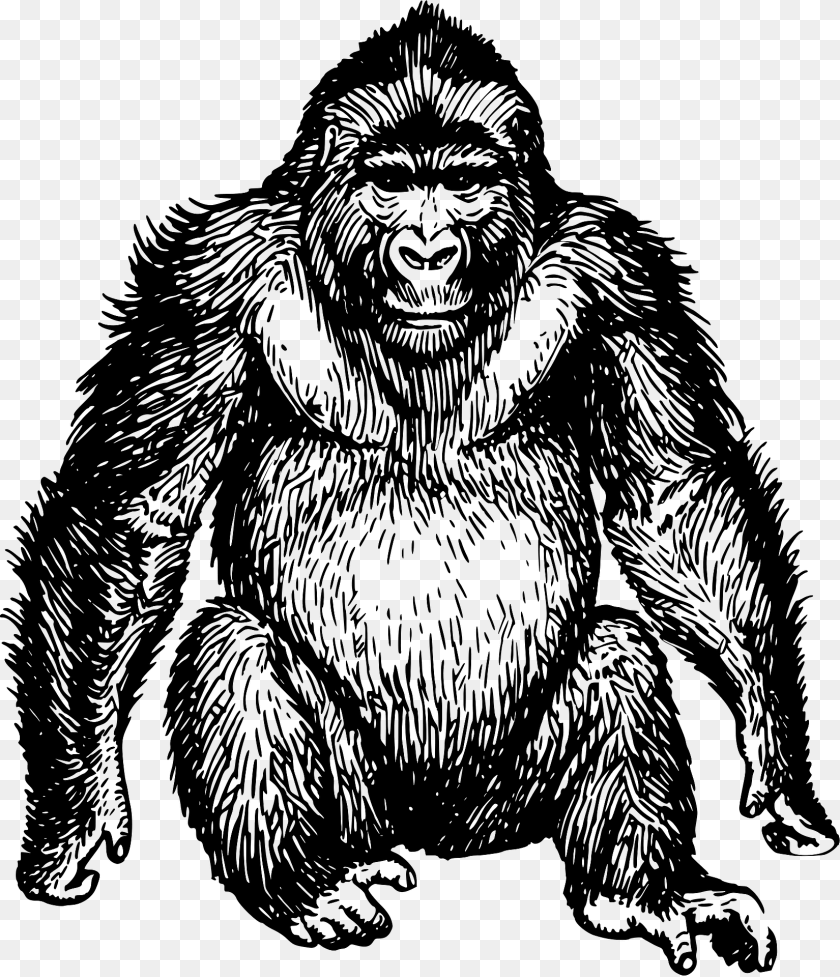 Gorilla Clipart, Animal, Ape, Mammal, Wildlife Transparent PNG