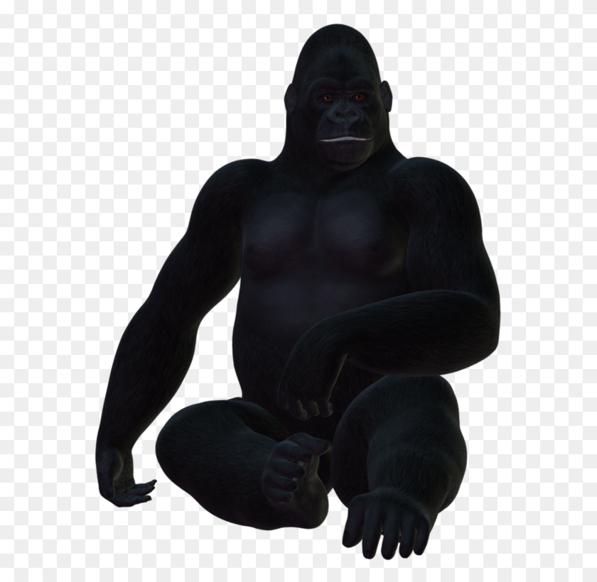 575x760 Gorila, Chimpancé Común, La Vida Silvestre, Animal, Mono Hd Png