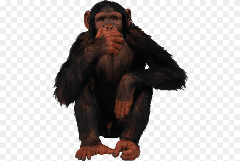 480x565 Gorilla Animal, Ape, Mammal, Monkey Sticker PNG