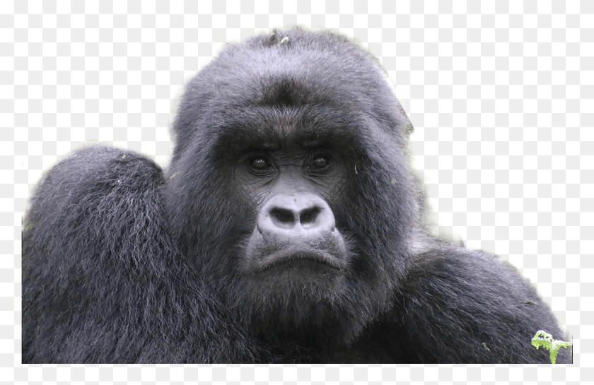 1241x772 Gorilla Image Mountain Gorilla, Animal, Wildlife, Mammal HD PNG Download