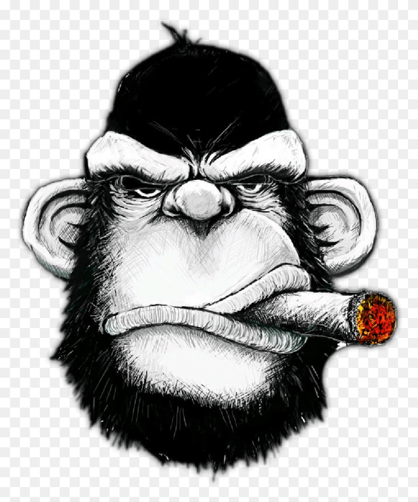 857x1044 Gorilla Sticker Cigar Monkey, Ape, Wildlife, Mammal HD PNG Download
