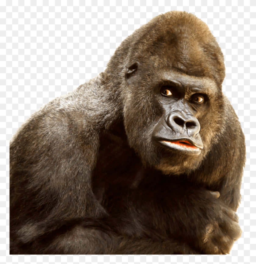 854x883 Gorilla Sticker Primate, Ape, Wildlife, Mammal HD PNG Download