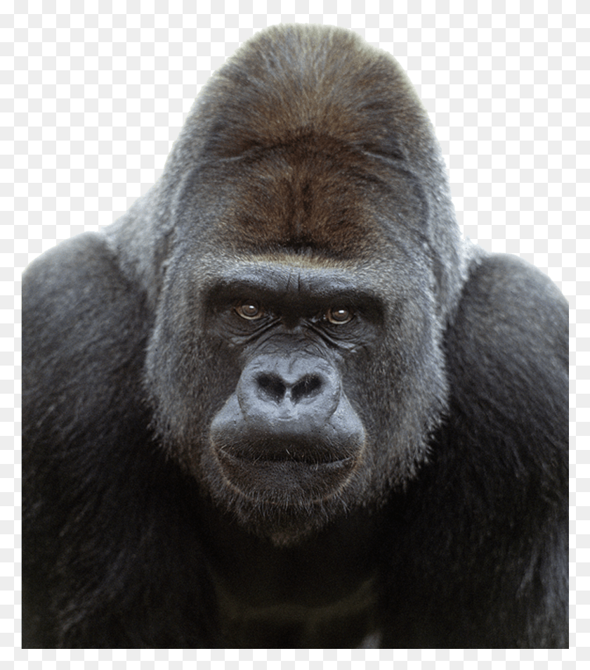 1051x1204 Gorilla Transparent Image Gorilla Face, Ape, Wildlife, Mammal HD PNG Download
