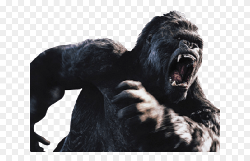 640x480 Gorilla Transparent Images King Kong Transparent Background, Ape, Wildlife, Mammal HD PNG Download