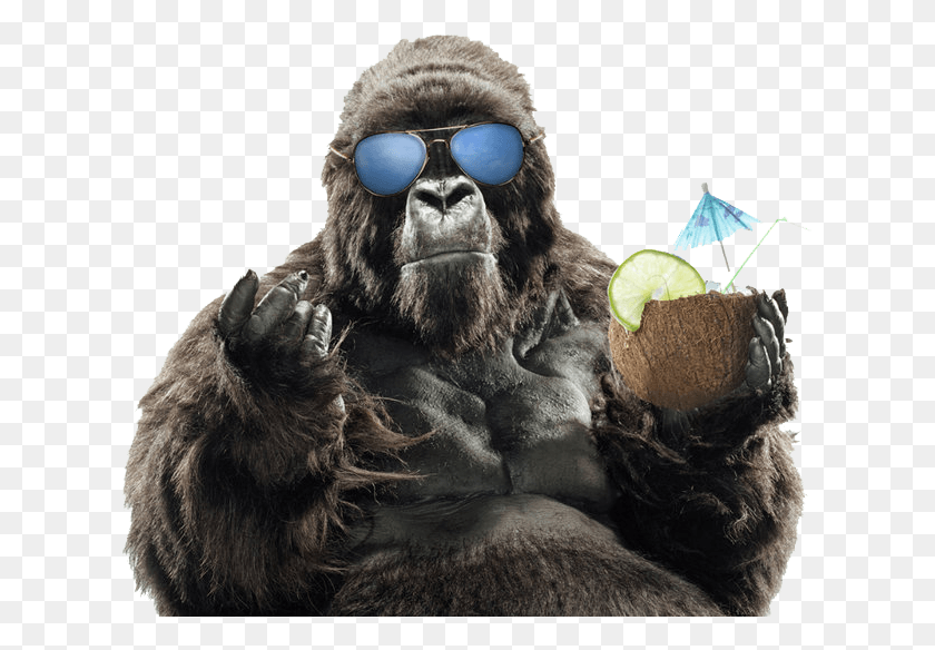 621x524 Gorilla With Sunglasses, Accessories, Accessory, Ape HD PNG Download