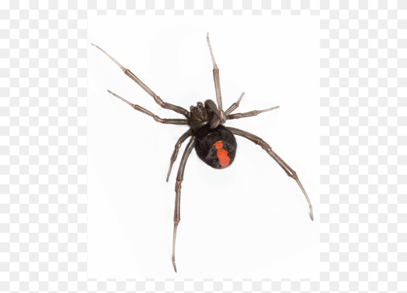482x544 Got A Black Widow Problem Redback Spider, Invertebrate, Animal, Arachnid HD PNG Download