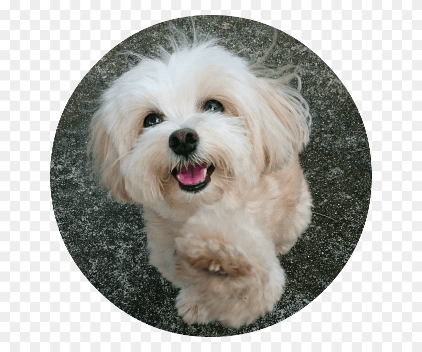 640x640 Gourmet Handcrafted Dog Treats Maltese, Pet, Canine, Animal Descargar Hd Png