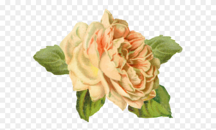 587x446 Gp 73 V 5 7 283 4 Kb Yellow Rose Garden Roses, Plant, Rose, Flower HD PNG Download