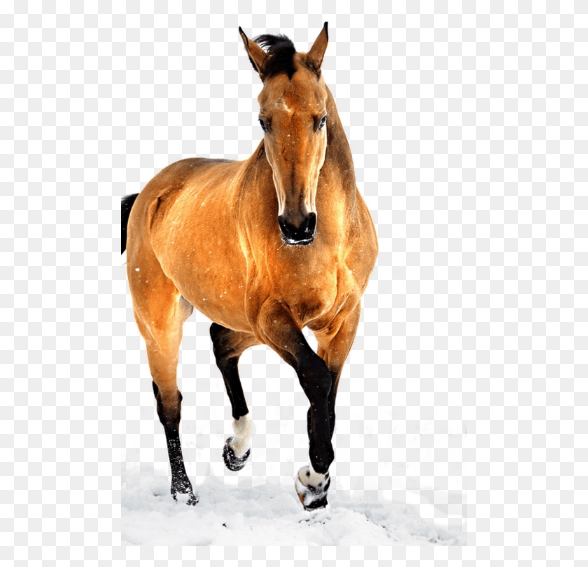 494x750 Изящная Лошадь Fotografa De Caballos Caballos Salvajes На Белом Фоне, Млекопитающее, Животное, Жеребенок Png Скачать