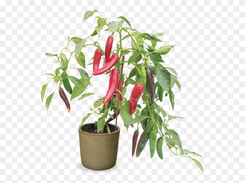 561x568 Grafted 39big Devil39 Flowerpot, Plant, Acanthaceae, Flower HD PNG Download