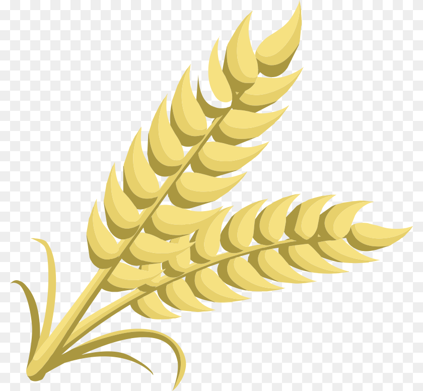 Grain Leaf, Plant Clipart PNG