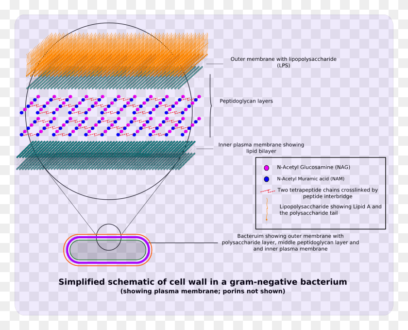 1482x1177 Gram Negative Cellwall Schematic Oomycete Cell Wall Structure, Advertisement, Poster, Paper HD PNG Download