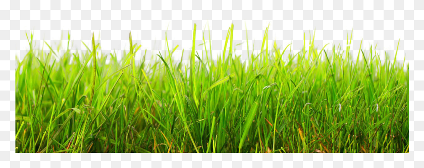 1751x617 Grama De Futebol, Grass, Plant, Lawn HD PNG Download