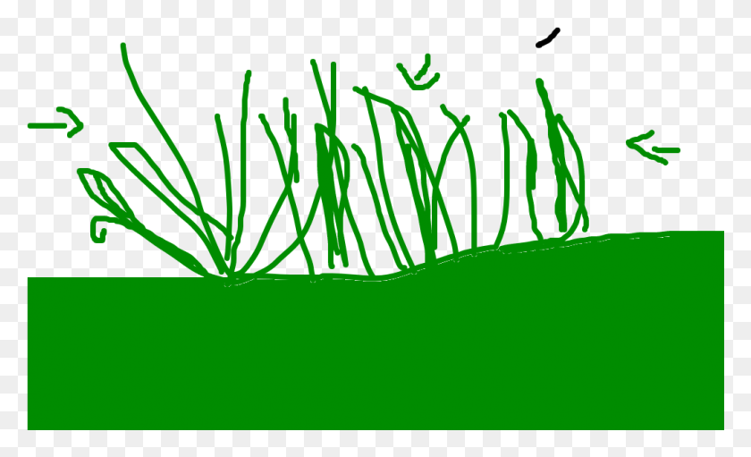 1021x591 Грама Иллюстрация, Трава, Растение, Текст Hd Png Скачать