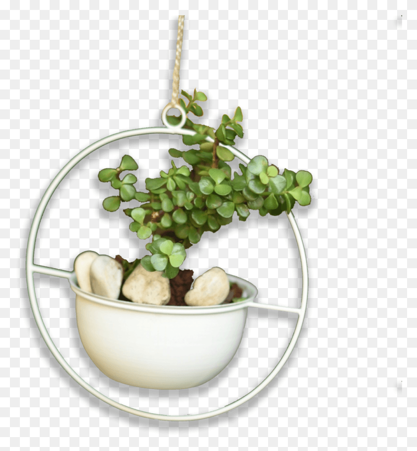 1001x1089 Grape, Plant, Bowl, Fruit HD PNG Download