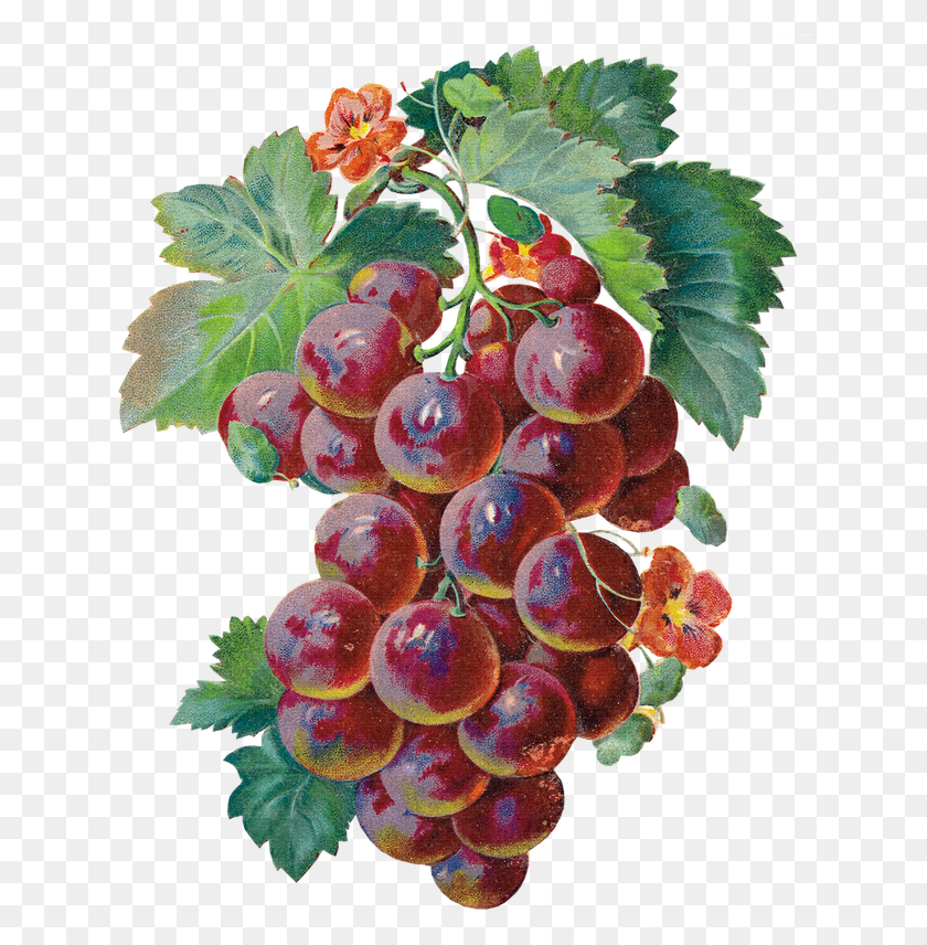 633x796 Grape Clipart Watercolor Beautiful Grapes, Plant, Fruit, Food HD PNG Download