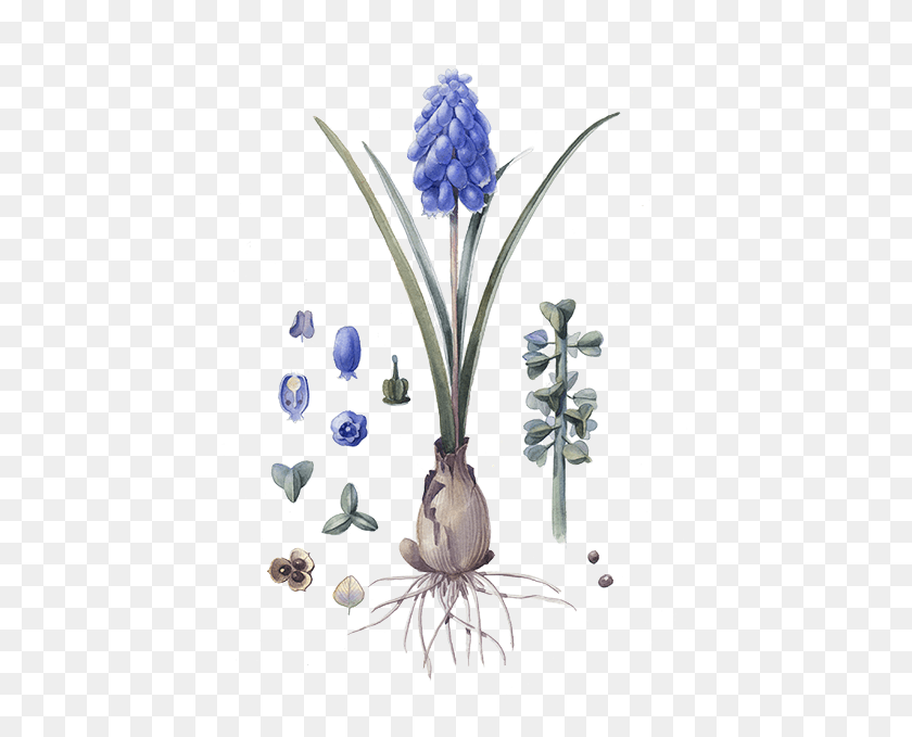 434x619 Grape Hyacinth, Plant, Flower, Blossom HD PNG Download