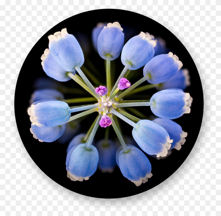 936x911 Grape Hyacinth, Plant, Pollen, Flower HD PNG Download