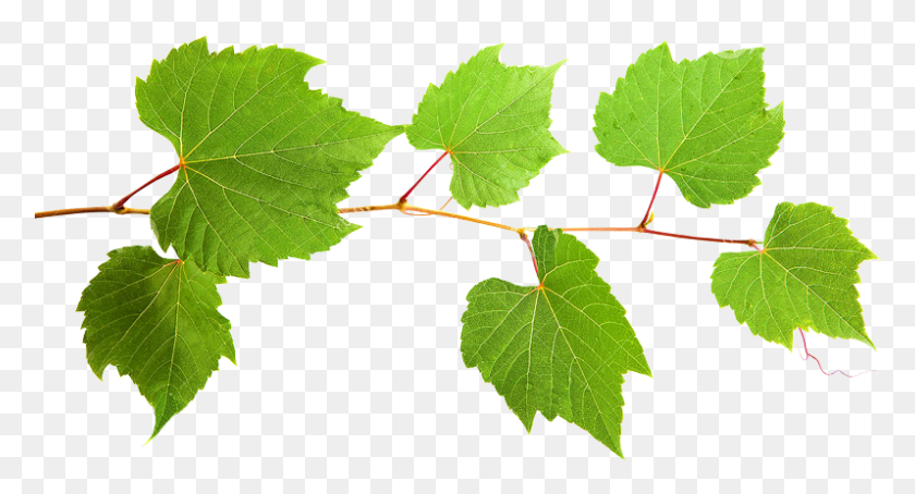 797x403 Grape Leaf Extract, Plant, Veins, Tree HD PNG Download