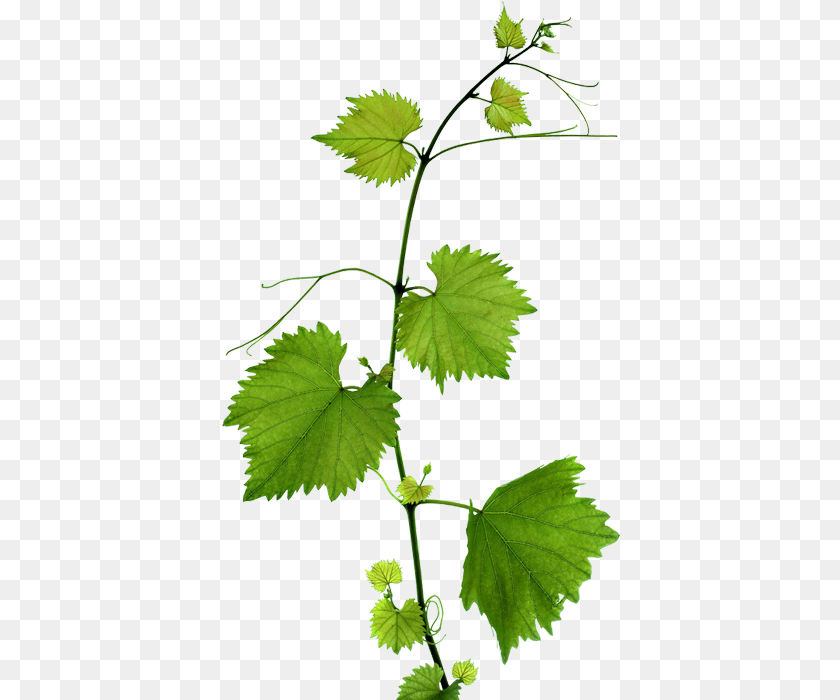 Grape Leaves Background, Leaf, Plant, Vine, Tree PNG