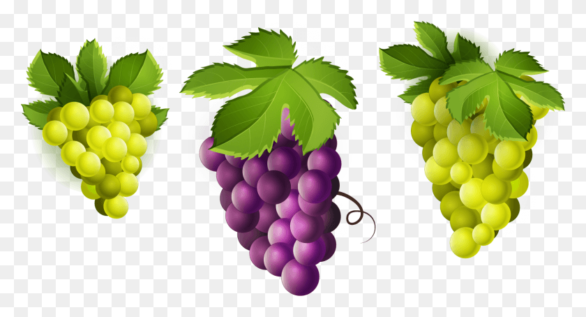 1528x772 Grapes, Plant, Fruit, Food HD PNG Download