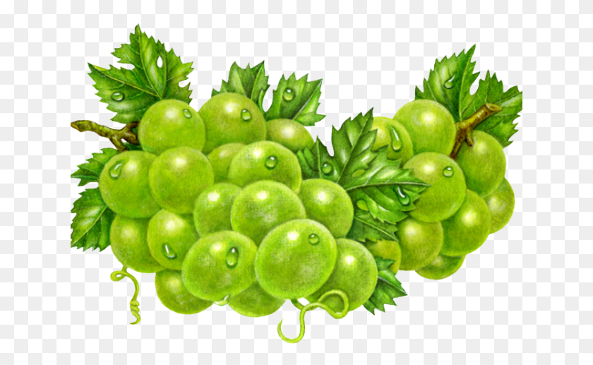 641x457 Grapes Clipart Fresh Seedless Fruit, Plant, Green, Food HD PNG Download