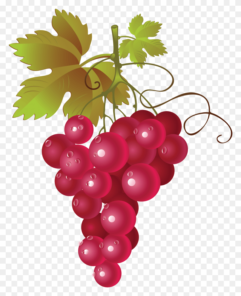 2848x3554 Виноград Красный Виноград Вектор, Растение, Фрукты, Еда Hd Png Скачать