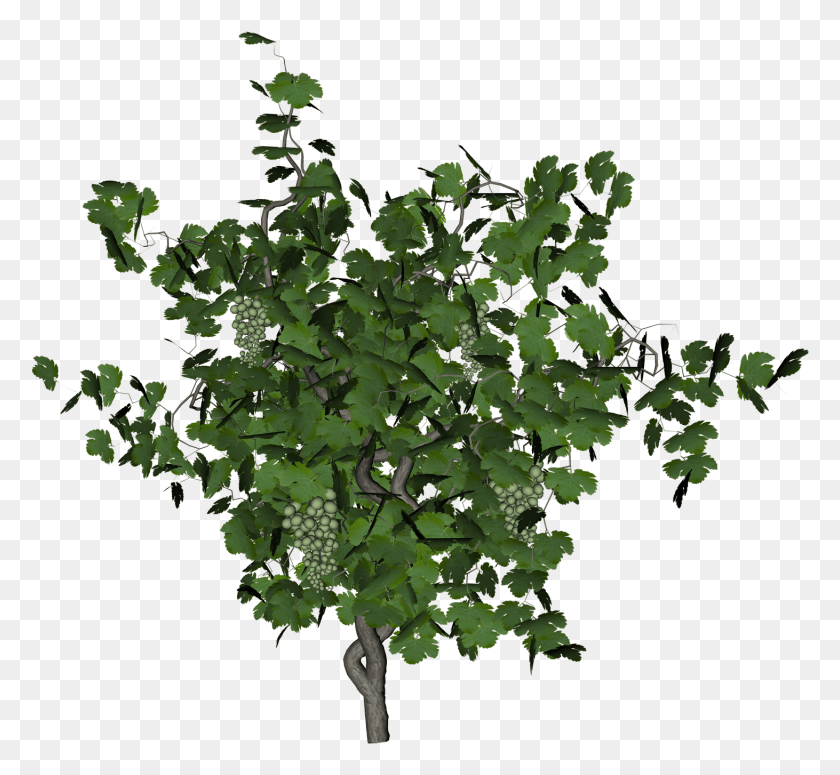 1462x1341 Grapes Tree Grape Vine, Potted Plant, Plant, Vase Descargar Hd Png