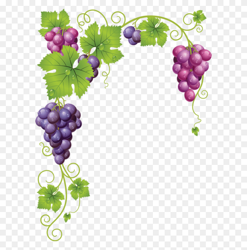 600x789 Grapes Vine Clip Art, Plant, Fruit, Food HD PNG Download