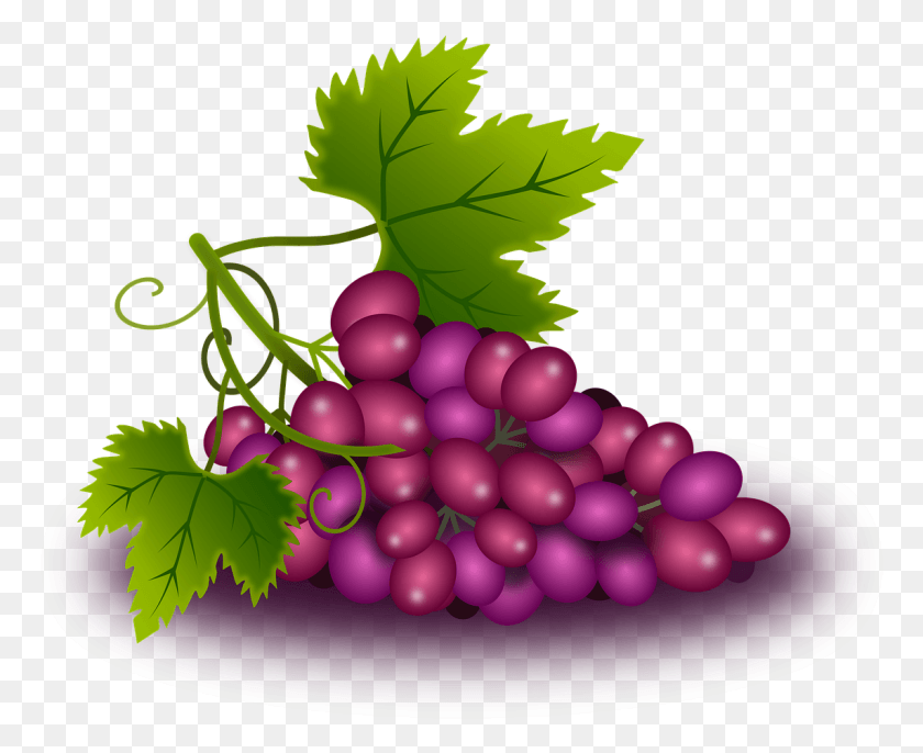 1143x918 Grapes Vine Vineyard Wine Image, Plant, Fruit, Food HD PNG Download