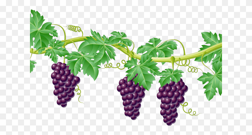 641x392 Grapevine Clipart Divider Transparent Background Grape Vine, Plant, Grapes, Fruit HD PNG Download