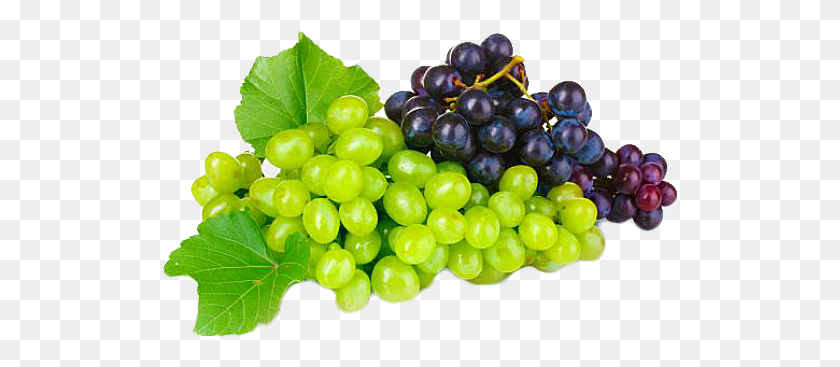 516x307 Grapevine Previous Next Bunches Of Grapes, Plant, Fruit, Food HD PNG Download