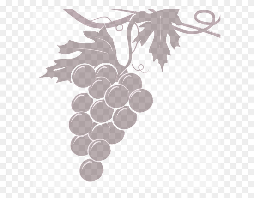 619x596 Grapevine Transparent Sultana, Plant, Grapes, Fruit HD PNG Download