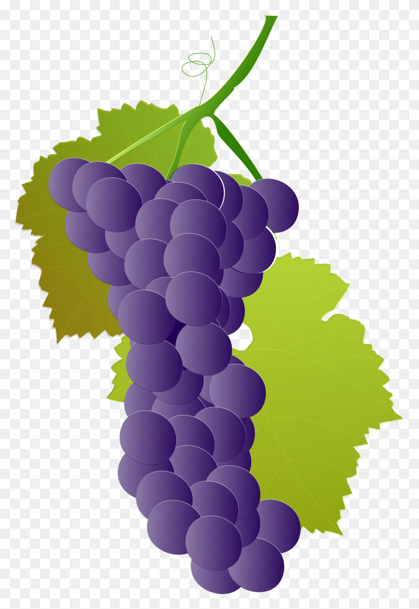 2000x2978 Grapevine Vector Grape Vine Seedless Fruit, Grapes, Plant, Food HD PNG Download