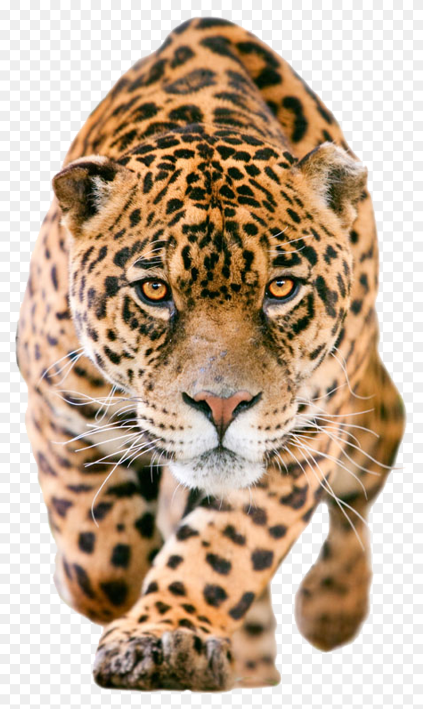 1456x2519 Graphic Black And White Clip Art Leopard Transprent Jaguar HD PNG Download