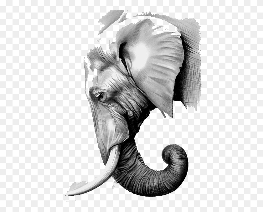 448x617 Графическая Черно-Белая Библиотека Слоны Бумага Рисунок Головы Азиатского Слона, Спина, Человек, Одежда Hd Png Скачать