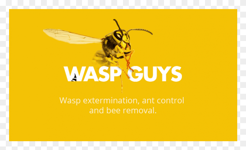 801x465 Graphic Design, Wasp, Bee, Insect HD PNG Download