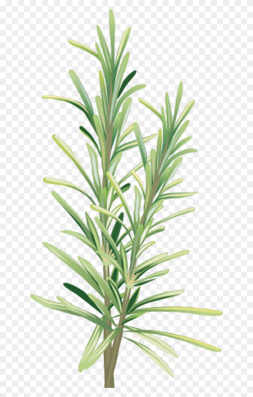 640x1254 Graphic Design Rosemary Clipart, Plant, Tree, Flower HD PNG Download