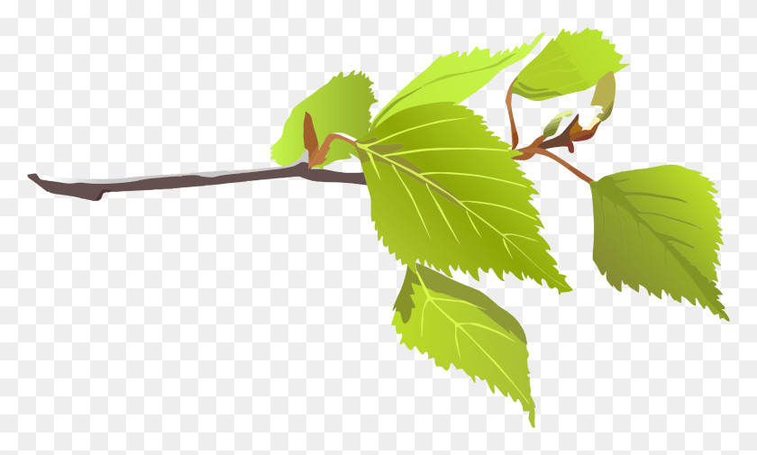 2280x1302 Graphic Free Clipart And Green Leaves Big Leaves On Branch Clip Art, Leaf, Plant, Potted Plant HD PNG Download