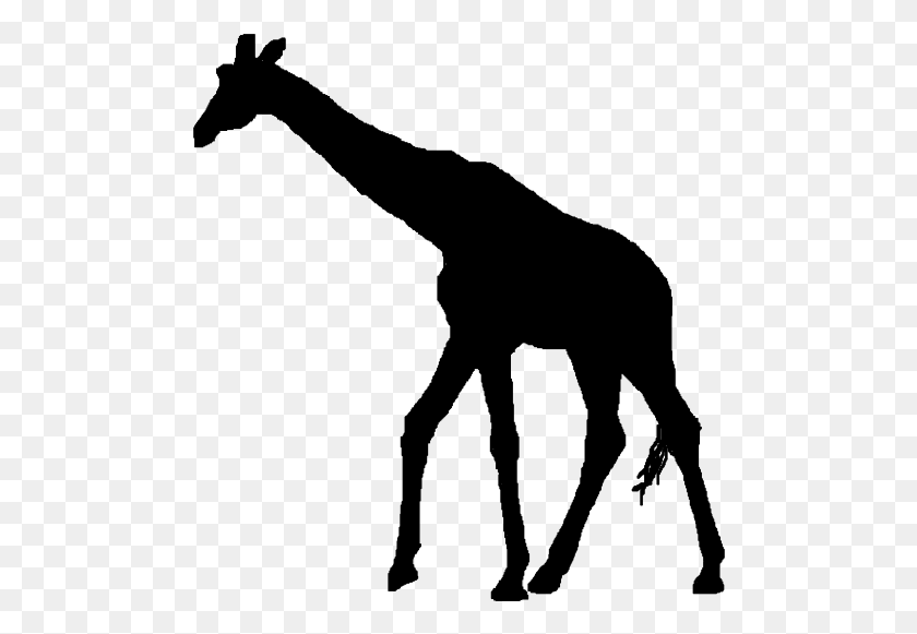 488x521 Graphic Free Library Africa Clipart African Giraffe Giraffes Silhouette No Background, Gray, World Of Warcraft HD PNG Download