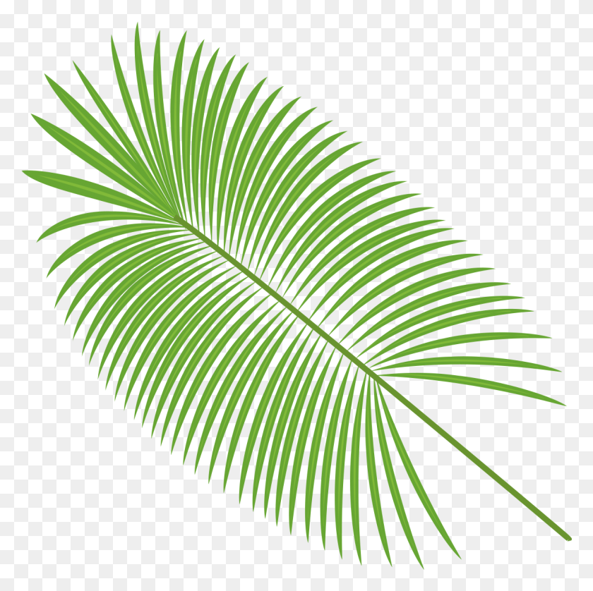1187x1184 Graphic Free Palm Leaves Material Transprent Free Feuille Noix De Coco, Green, Leaf, Plant HD PNG Download