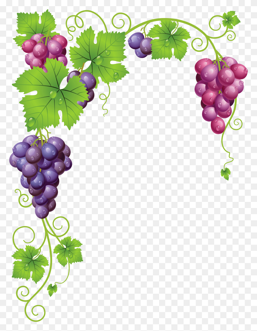 2363x3097 Graphic Grape Vine Clipart Free Grape Vine Border, Plant, Grapes, Fruit HD PNG Download