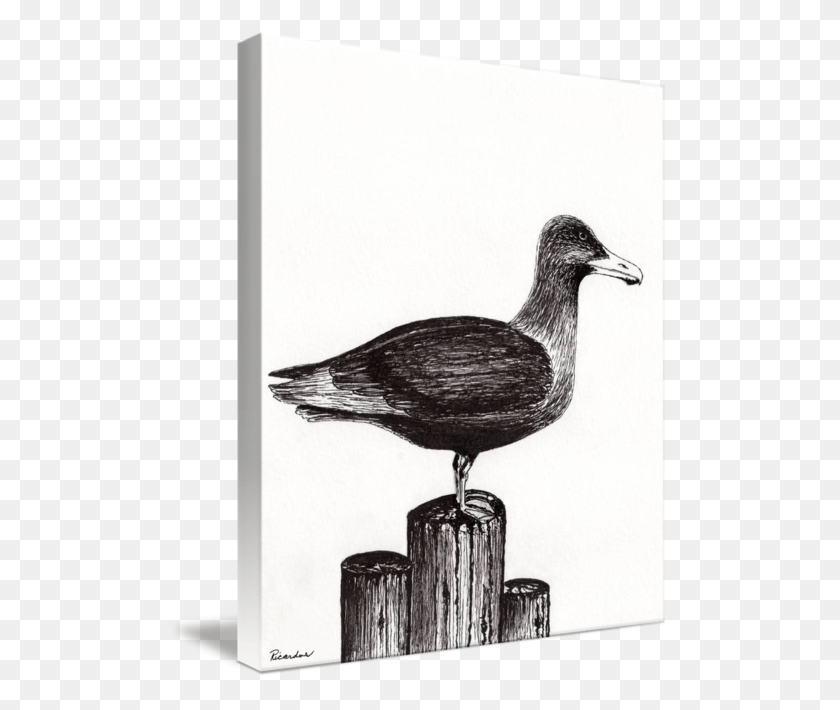 501x650 Graphic Library Library Seagull Portrait On Pier Piling European Herring Gull, Bird, Animal, Statue HD PNG Download