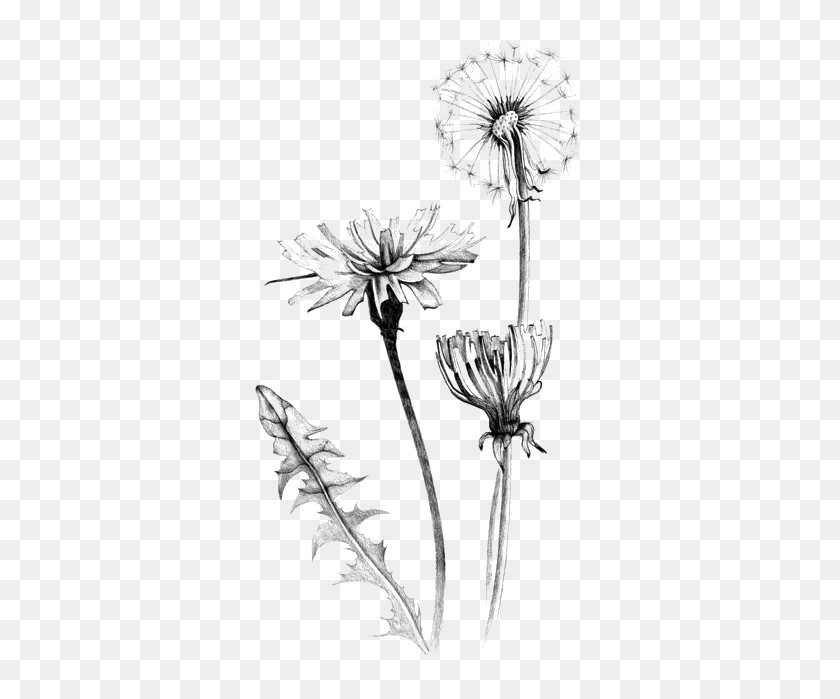 341x639 Graphic Royalty Free Common Dandelion Art Dandelion Flower Sketch, Plant, Flower, Blossom HD PNG Download