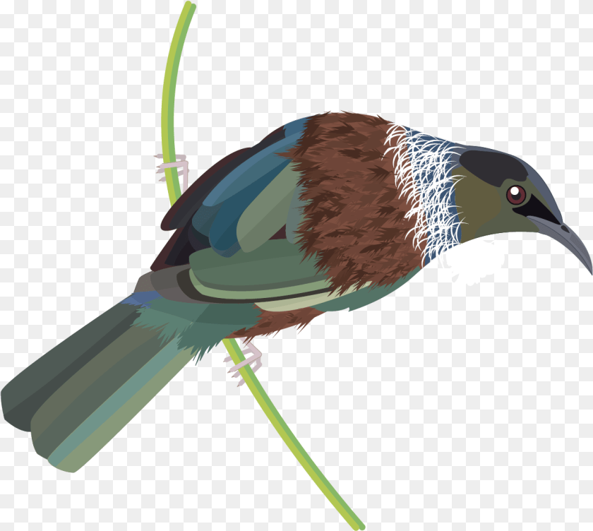 1214x1087 Graphics Bird Icons Colour Set 2 Datasets Datagovt Tui, Animal, Beak, Jay, Blackbird Sticker PNG