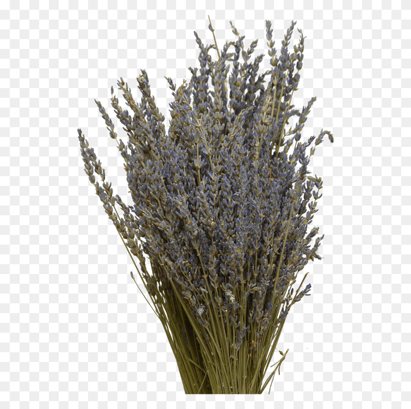 528x776 Grass, Plant, Flower, Blossom HD PNG Download